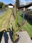 Preview: Heliocereus speciosus